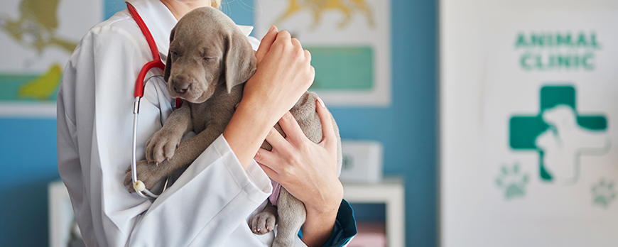 10 vlastností dobrého veterinára