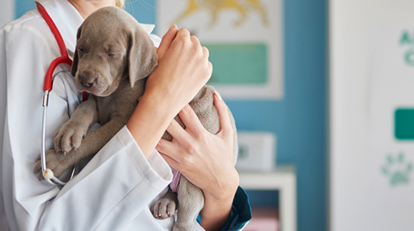 10 vlastností dobrého veterinára